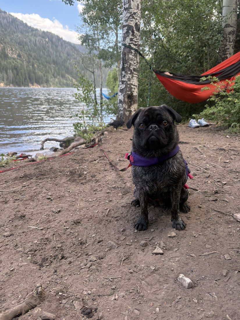 Pug on a lakeshore by a hammock
